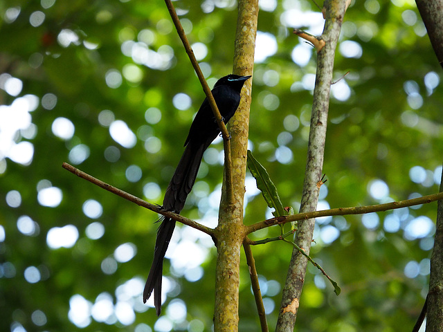 la veuve  ♂