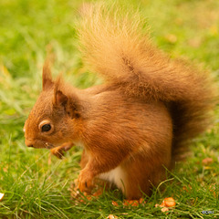 Red Squirrel at breakfast