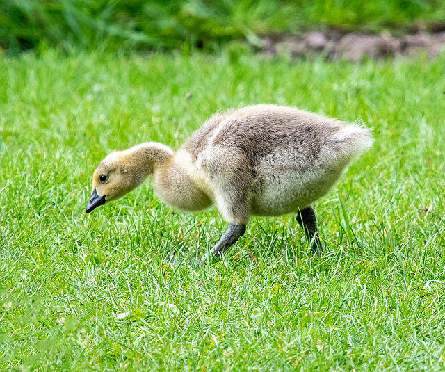 Canada gosling