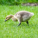 Canada gosling