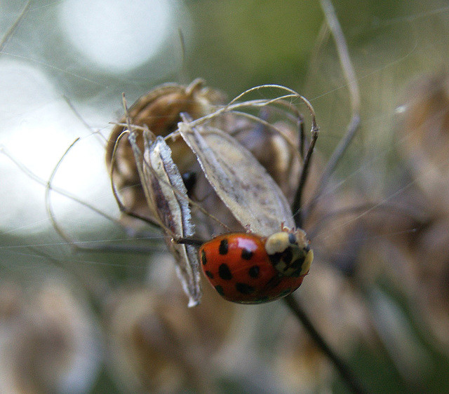A Ladybird Adventure
