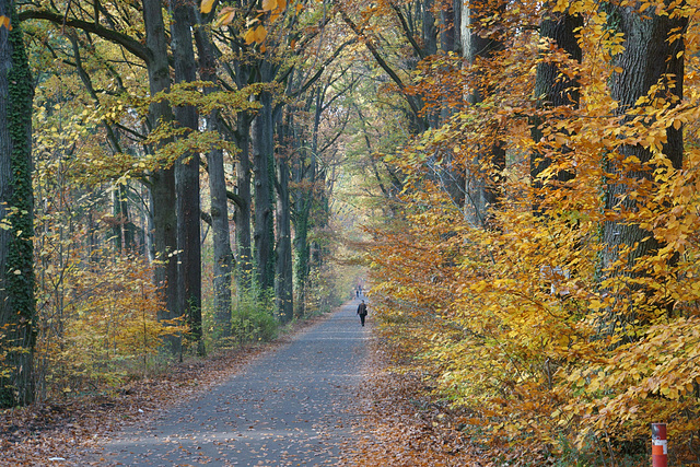 Goldener Herbst 4