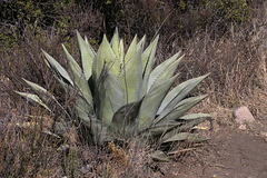 Havard Agave