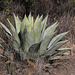 Havard Agave