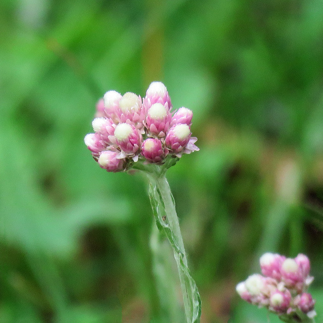 Rosy Pussytoes / Antennaria rosea