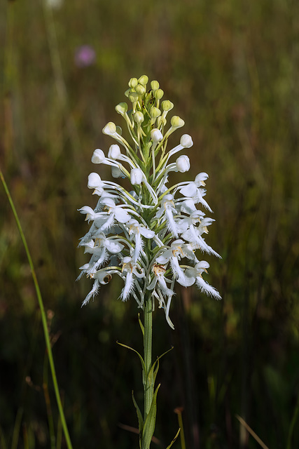 Platanthera conspicua (Southern White Fringed orchid)