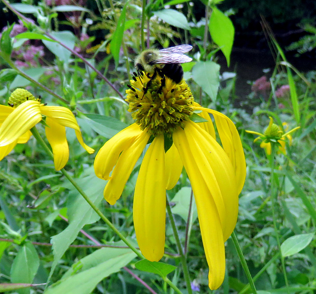 Green Coneflower