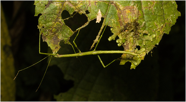 IMG 0499 Stick Insect