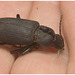 IMG 9965 Beetle