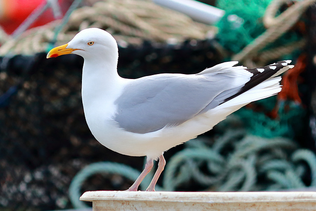 EOS 6D Peter Harriman 16 12 34 04937 herringGull dpp