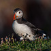 Puffin
