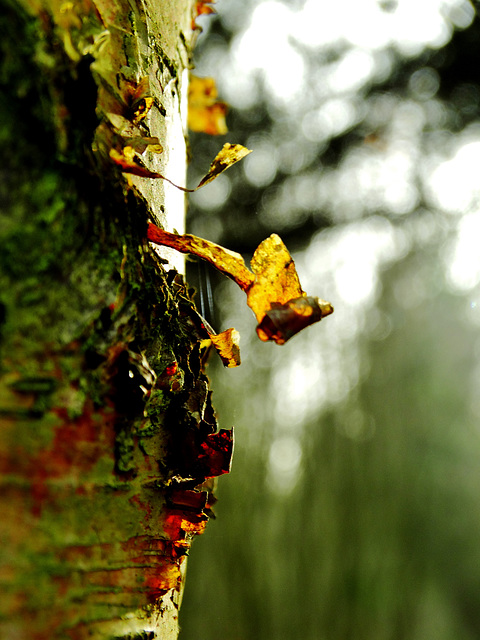 Sunlit Birch Bark