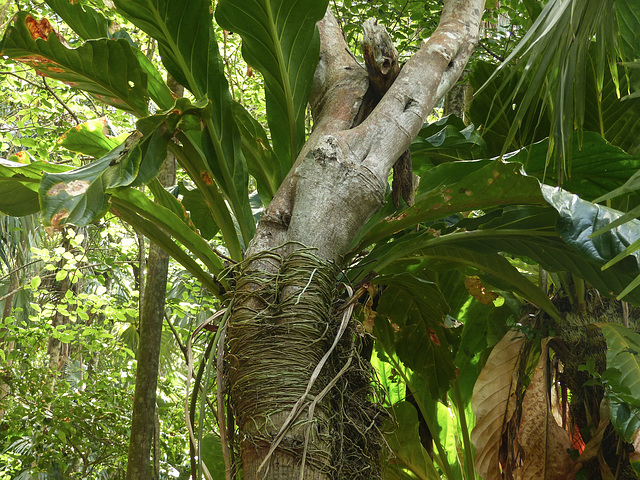 Little Tobago trip, Day 3