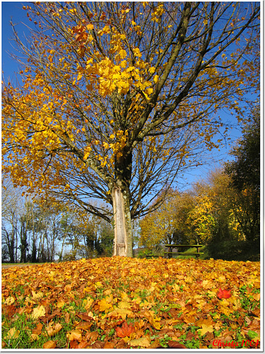 Golden autumn carpet