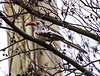 Aviary bird