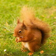 Red Squirrel at breakfast