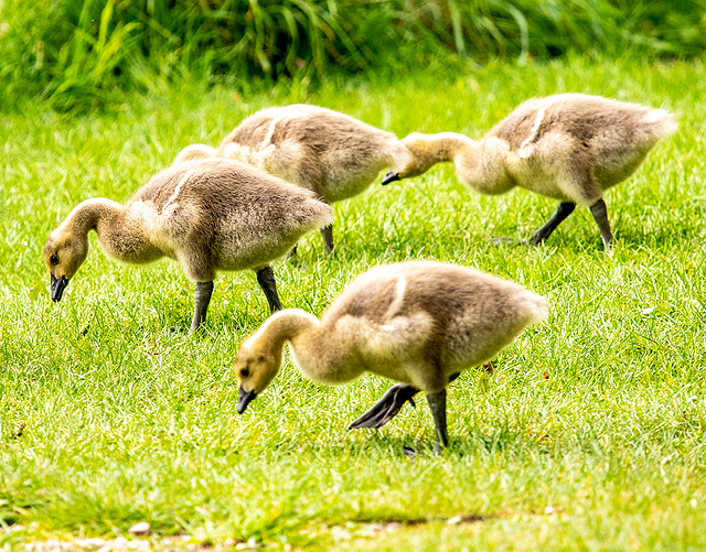 Canada goslings