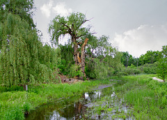 The giant old willow now has lost two major parts of the trunk.