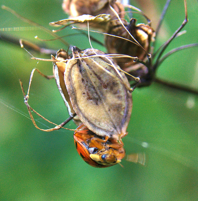 A Ladybird Adventure