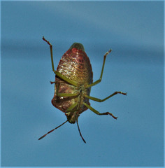 This Shieldbug has just landed on my window!!!