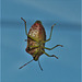 This Shieldbug has just landed on my window!!!