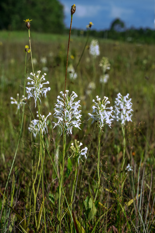 Platanthera conspicua (Southern White Fringed orchid)