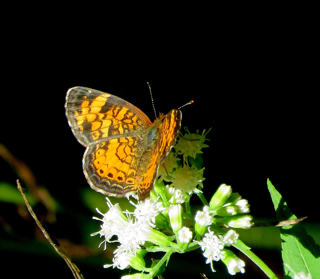 Pearl Crescent (Phyciodes tharos)