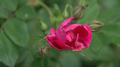 rose rose