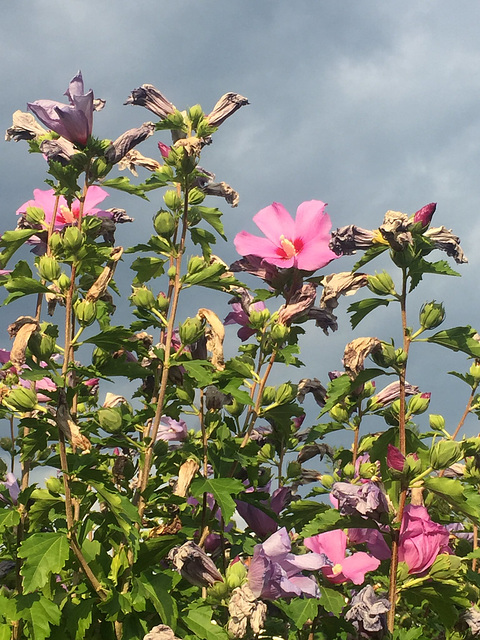 grey sky, pink flowers