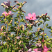 grey sky, pink flowers