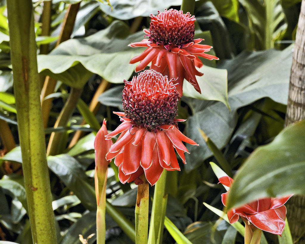 Torch Ginger – Botanical Garden, Montréal, Québec