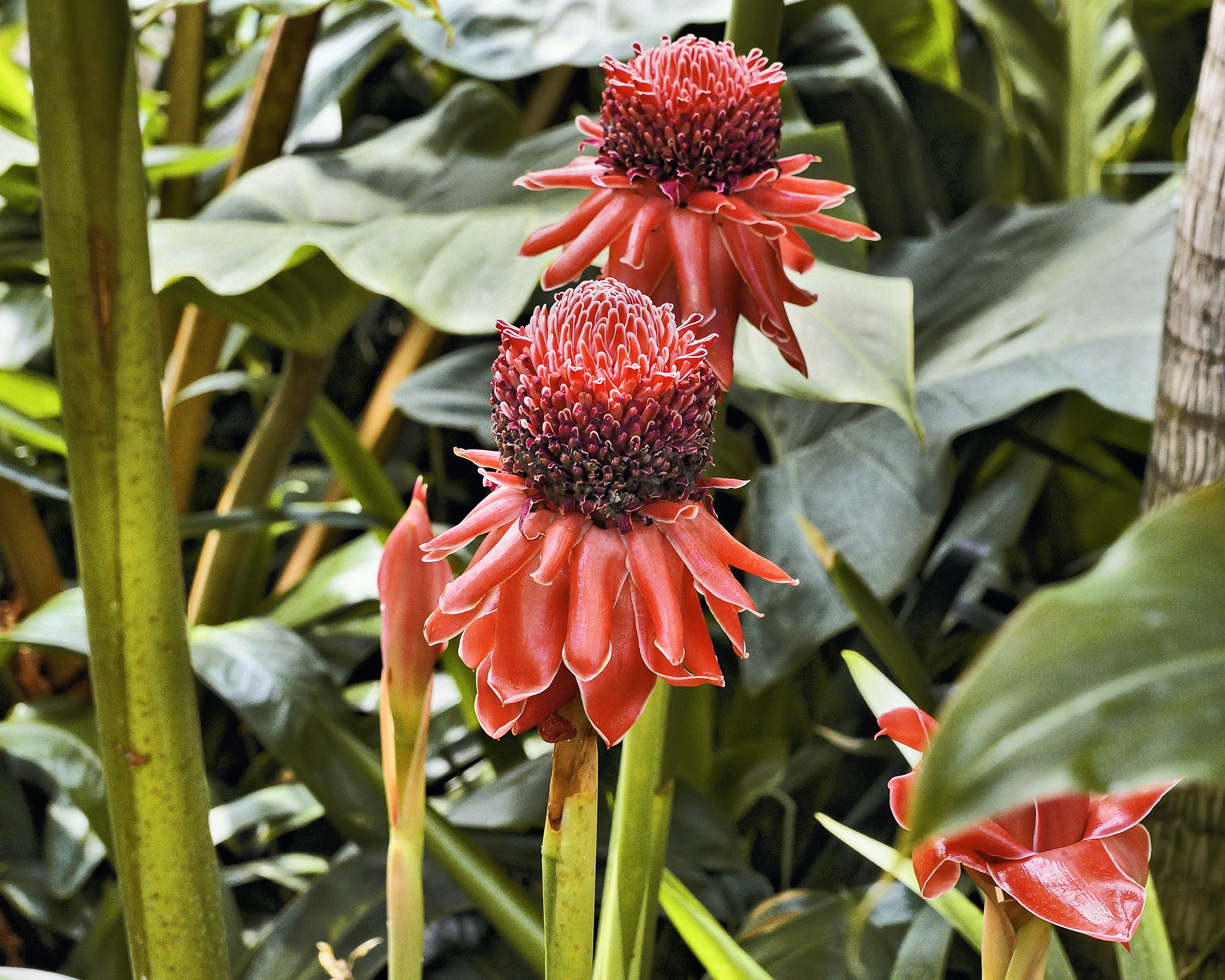 Torch Ginger – Botanical Garden, Montréal, Québec