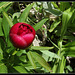 paeonia officinalis (2)