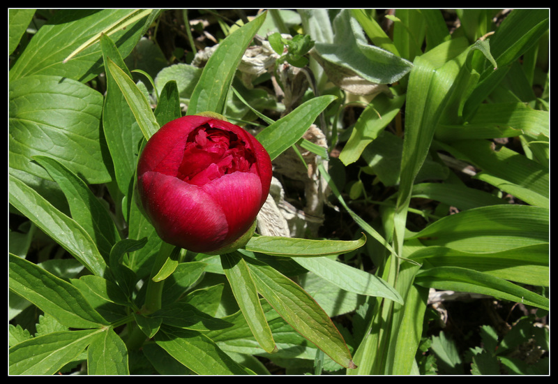 paeonia officinalis (2)