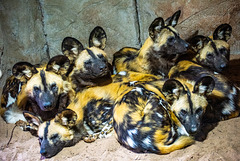 African painted dogs