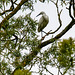 Little egret