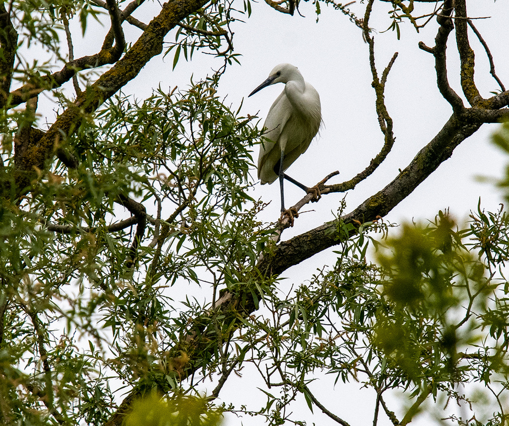 Little egret