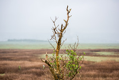 Burton marshes