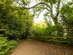 Woodland walks