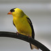 American Goldfinch male / Spinus tristis