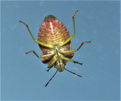 This Shieldbug has just landed on my window!!!