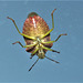 This Shieldbug has just landed on my window!!!