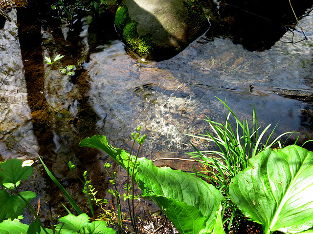 A tiny spring feeding a valley with wildflowers