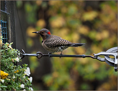 One of the flickers