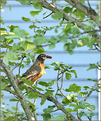 Raising robins