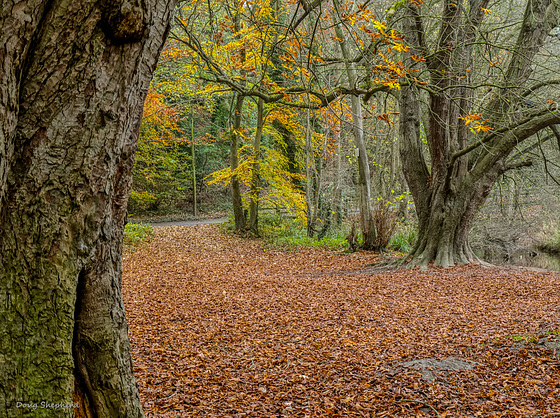 Woodland Autumn Carpet