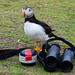 Puffin - Have you seen my bino's