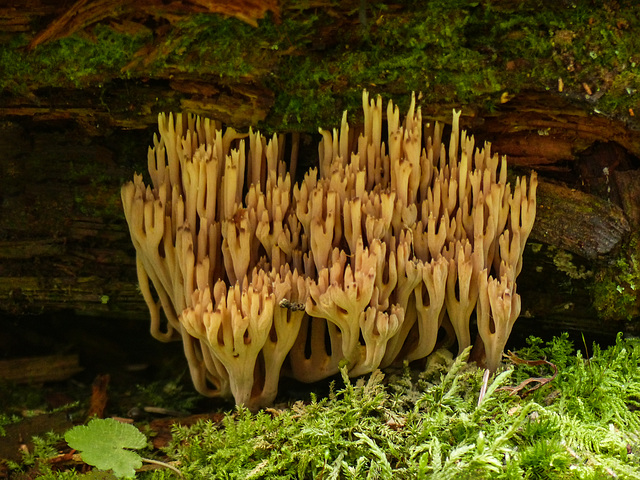 Coral fungus