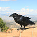 Nevermore!