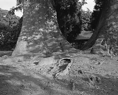 Old trees at a shrine